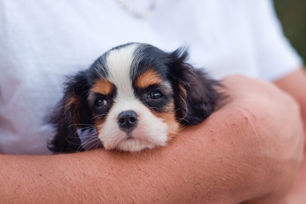 Cavalier King Charles Spaniel in the arms of a man