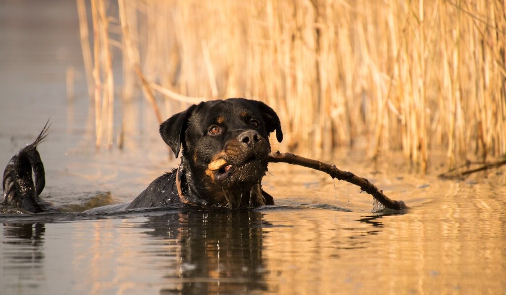 Rottweiler playing fetch in water