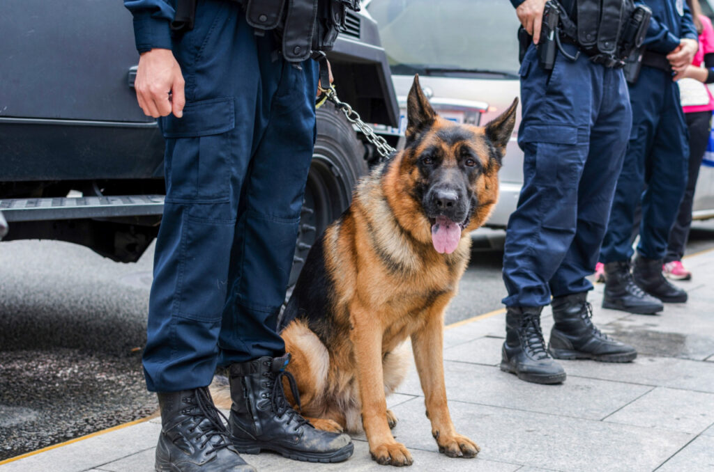 A Police Dog