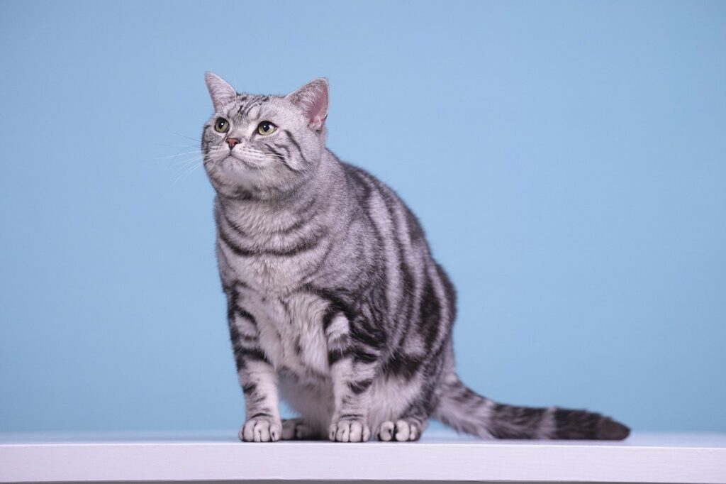 American Shorthair curious