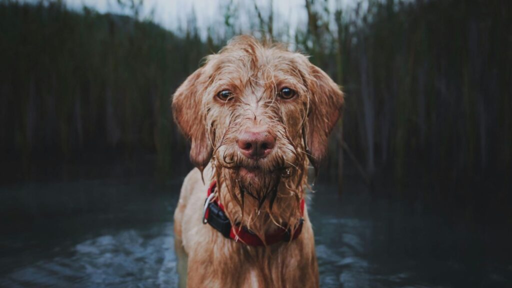 wet dog