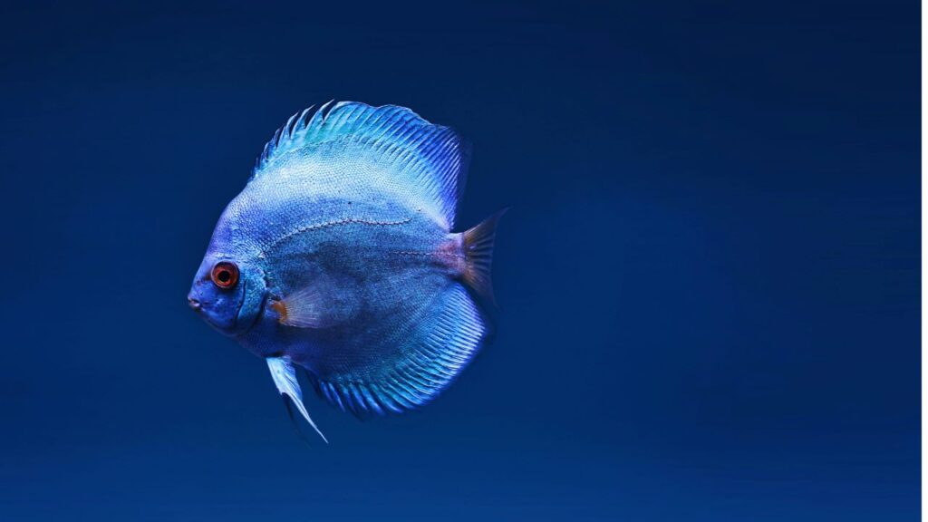 blue fish