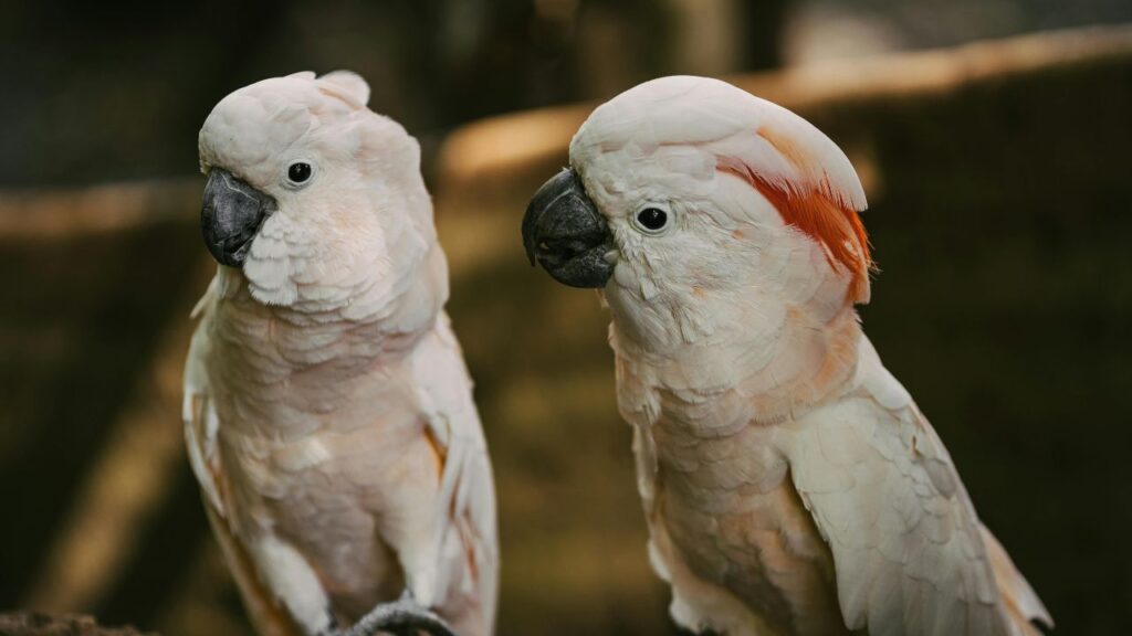Cockatoos Are the Clowns of the Bird World