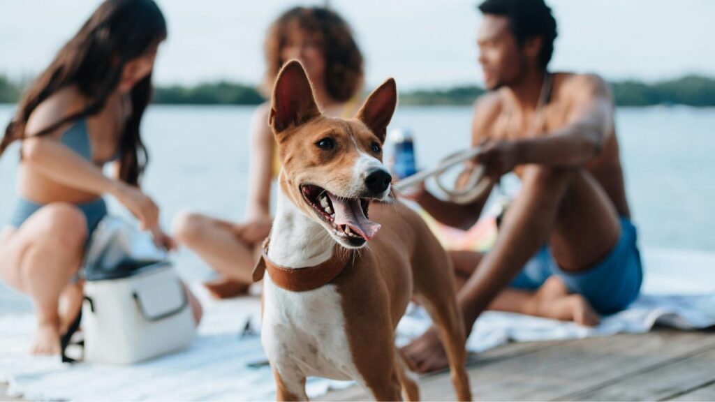 rare dog