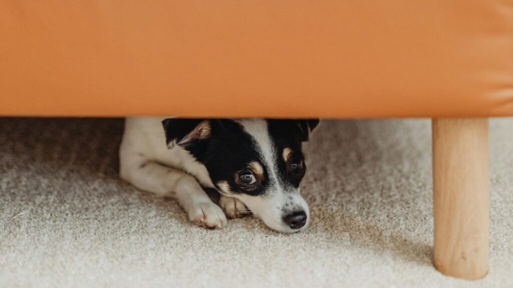 dog under bed