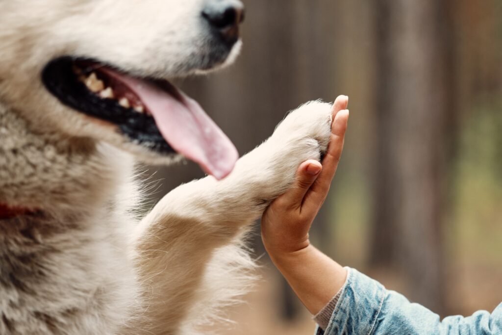 Dog high-five with kid