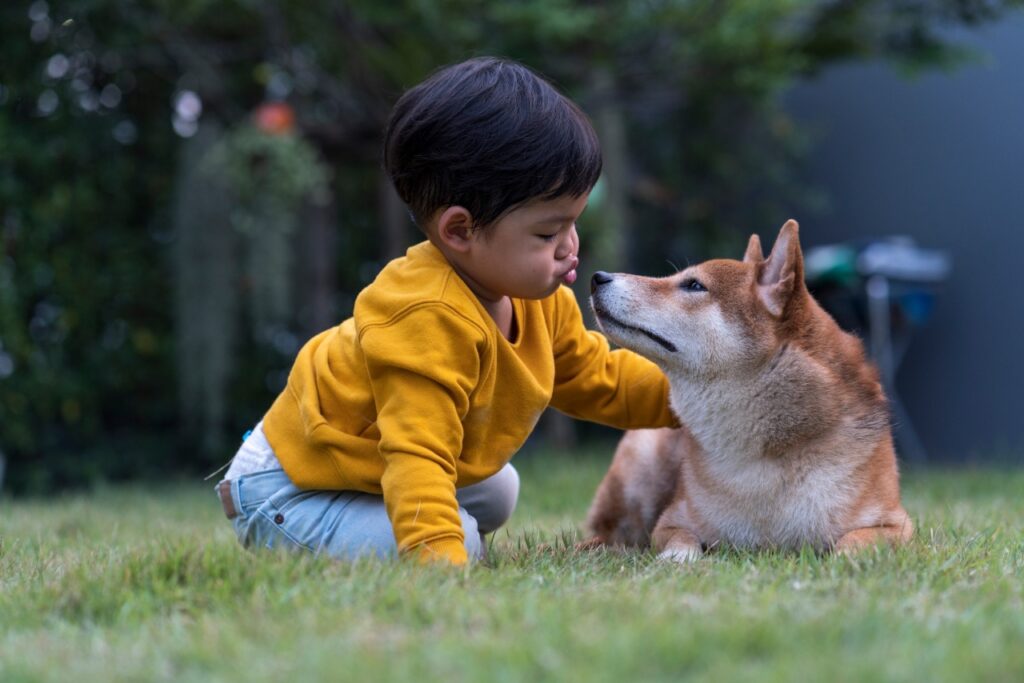 Kid playing outdoor with Shiba dog