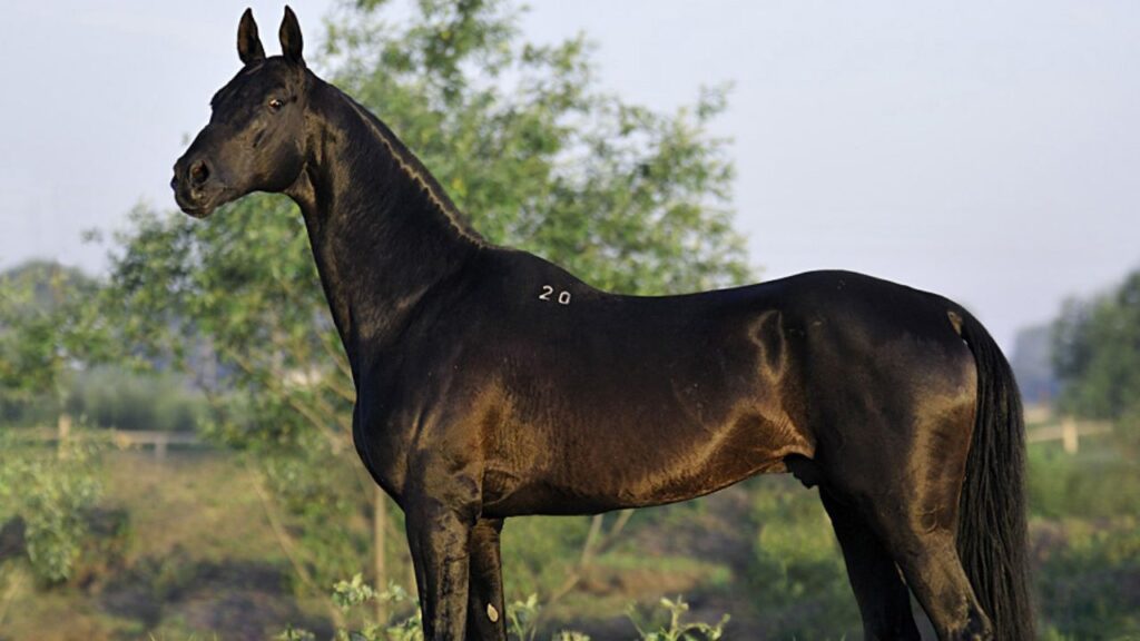 Akhal-Teke
