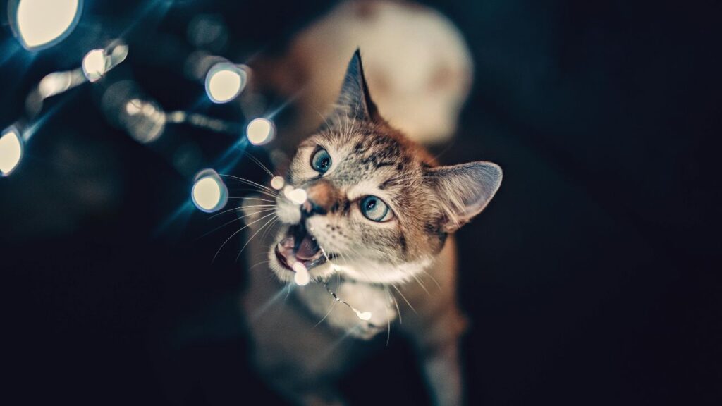 cat with holiday christmas decor