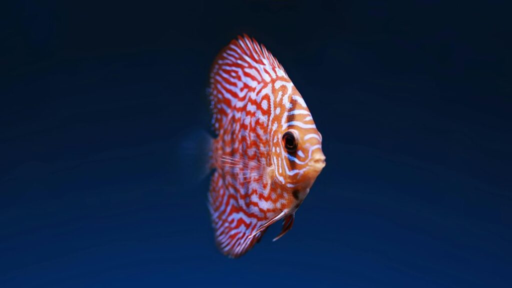 Discus Fish