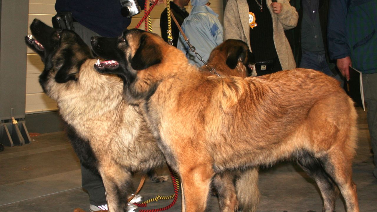Estrela Mountain Dog