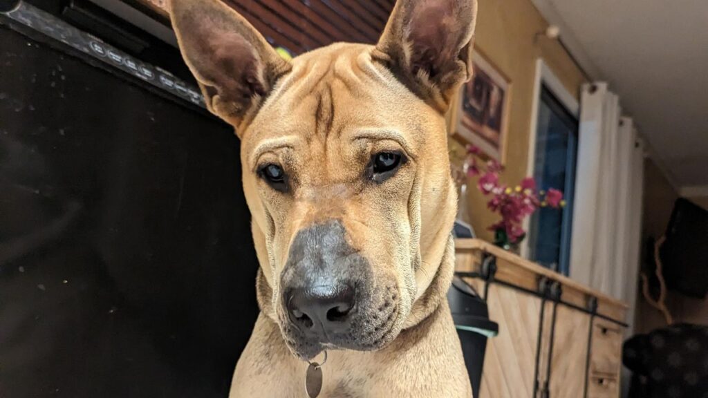 German Shar Pei – German Shepherd and Shar-Pei Mix