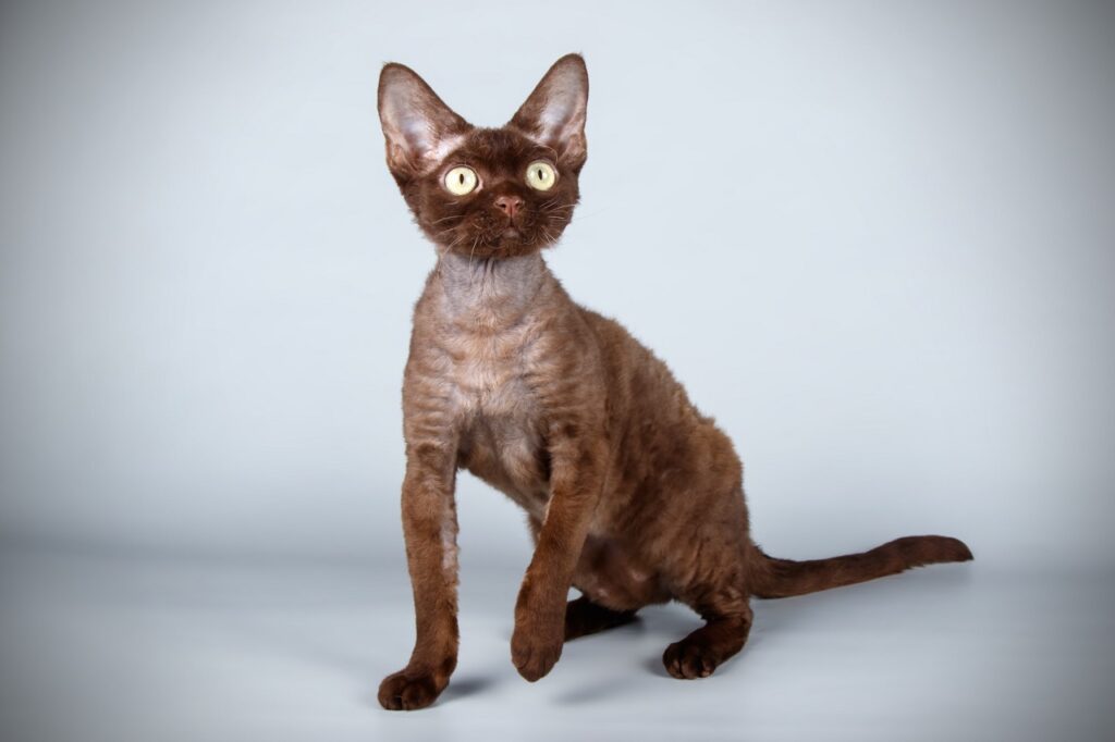 devon rex