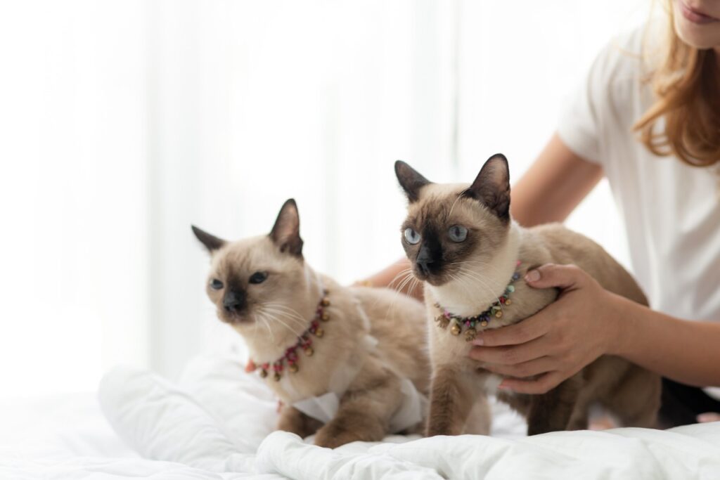 Two Siamese cats with striking blue eyes