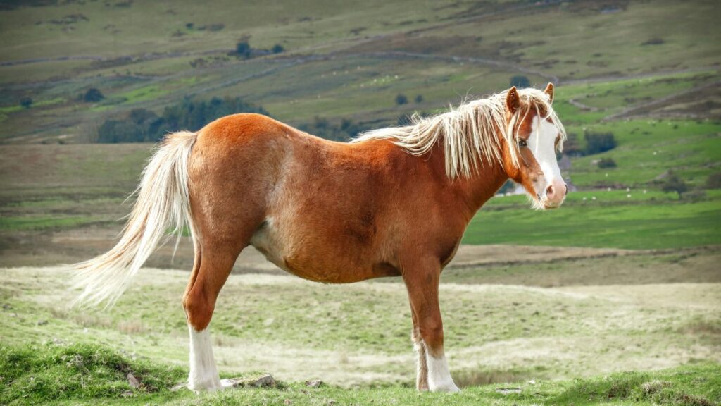 Welsh Pony
