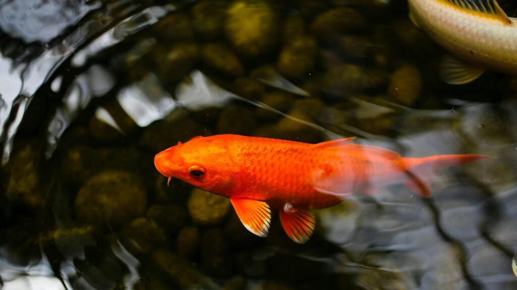 Koi Fish