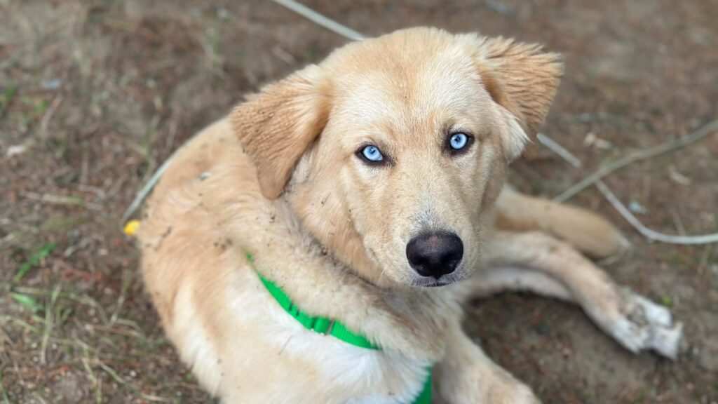Golden Husky (Goberian) – Golden Retriever and Siberian Husky Mix