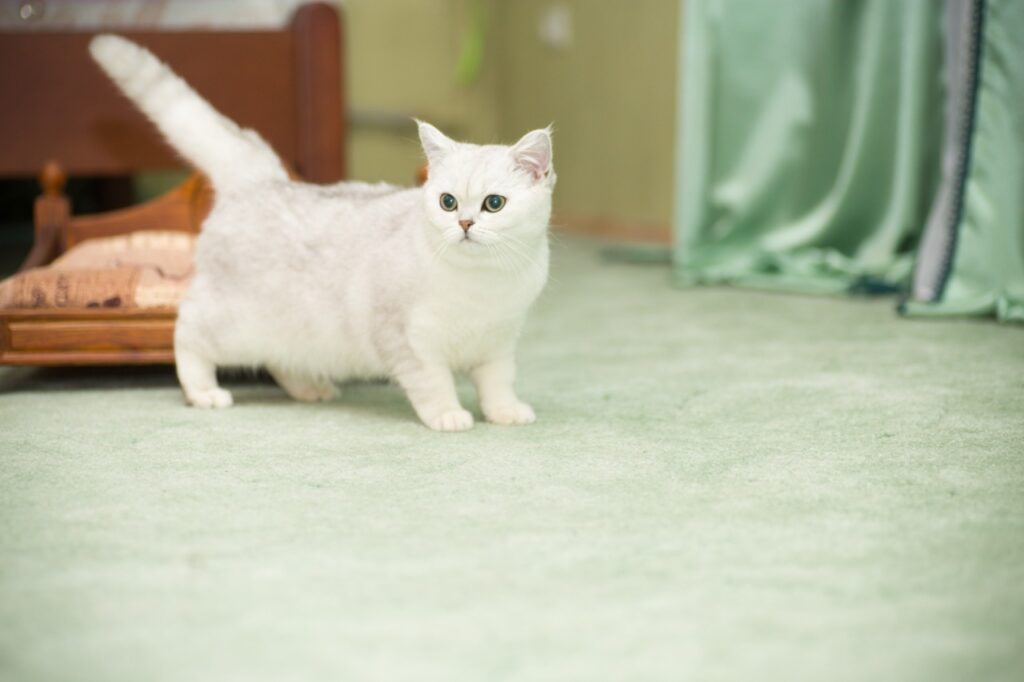 A white cute cat