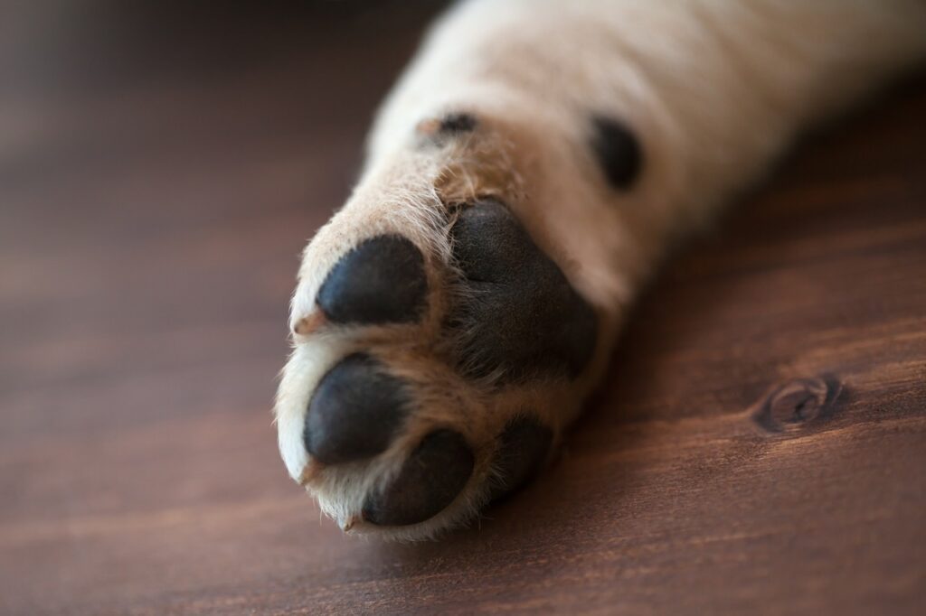 Dog paw
