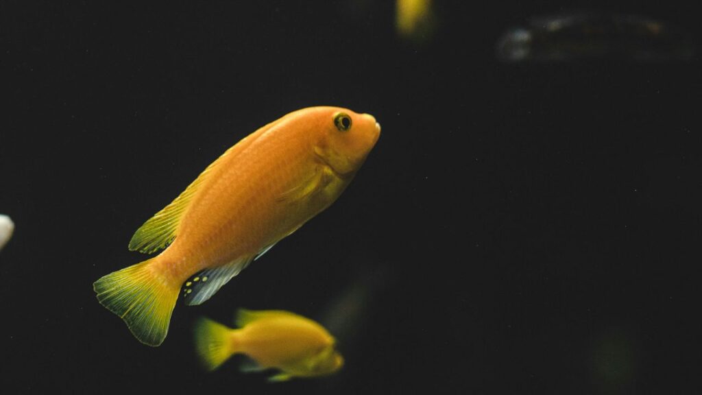 Electric Yellow Cichlid