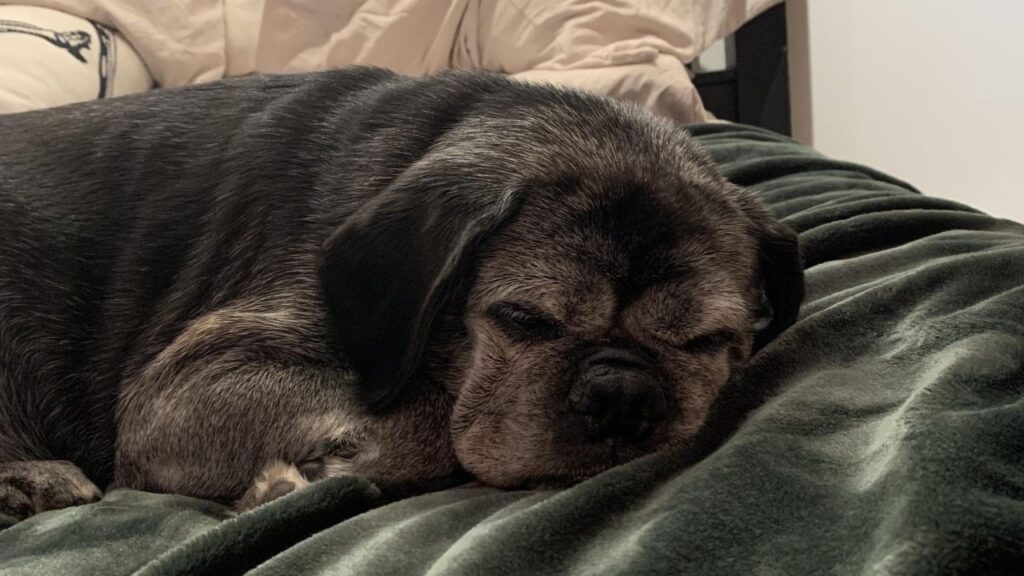 Cocker Pug – Cocker Spaniel and Pug Mix