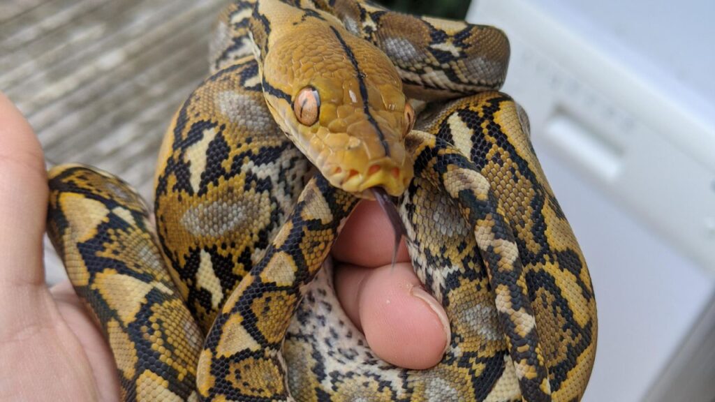 Reticulated Python