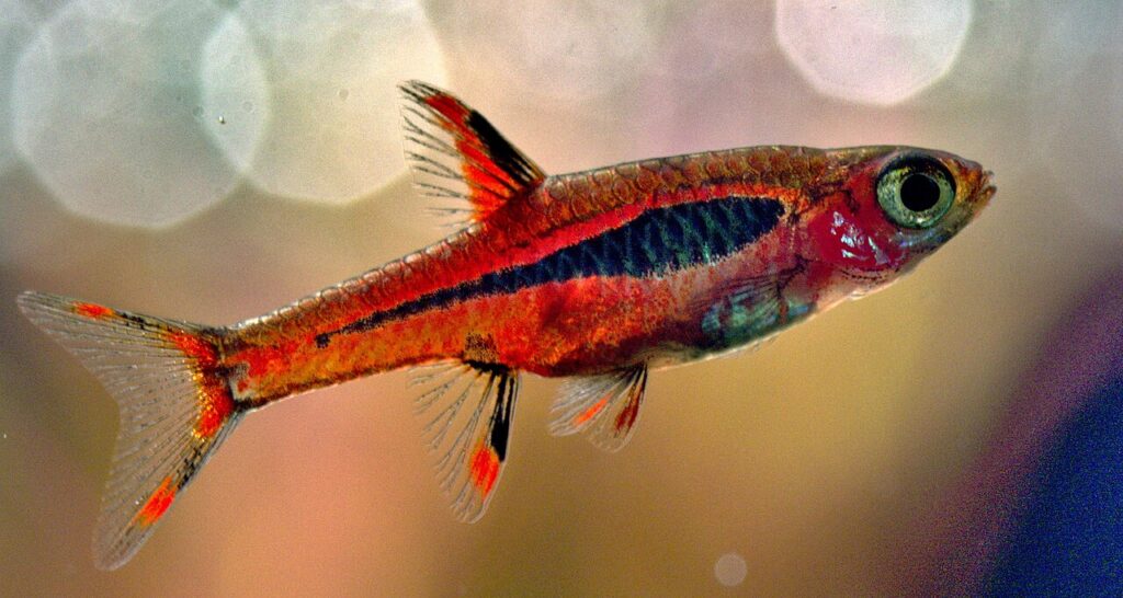 chilli rasbora