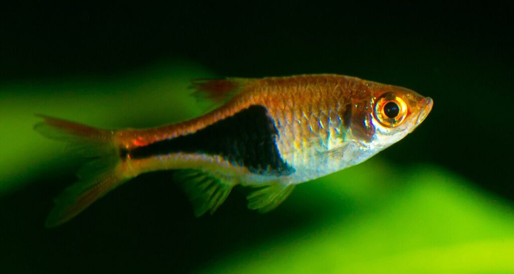 Harlequin_Rasbora_(cropped)