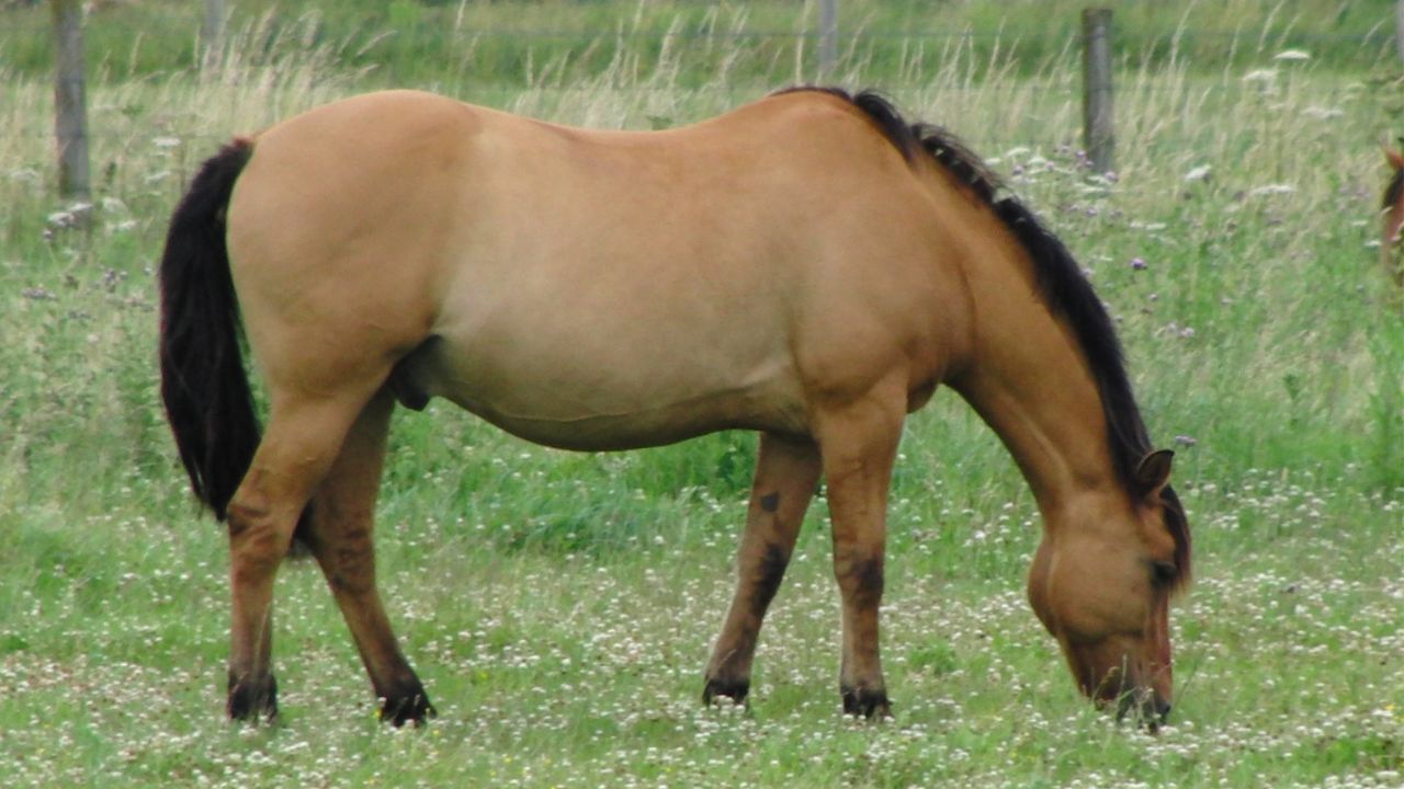 Henson Horse