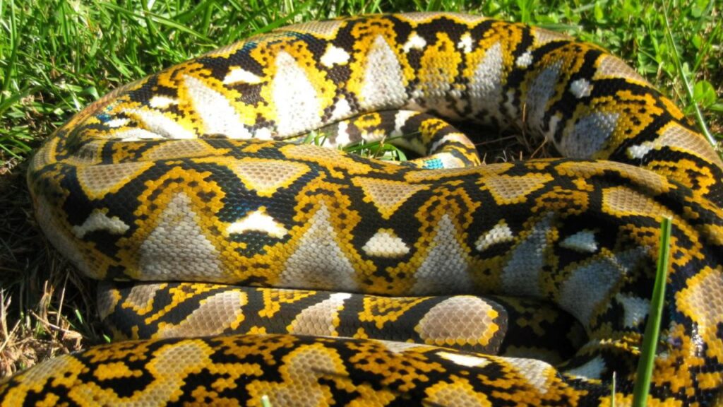 Reticulated Python
