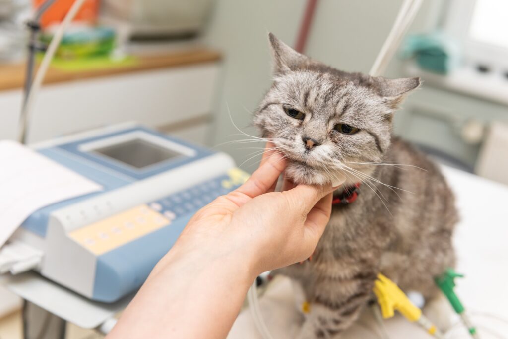 A hand gently holds the chin of a gray cat