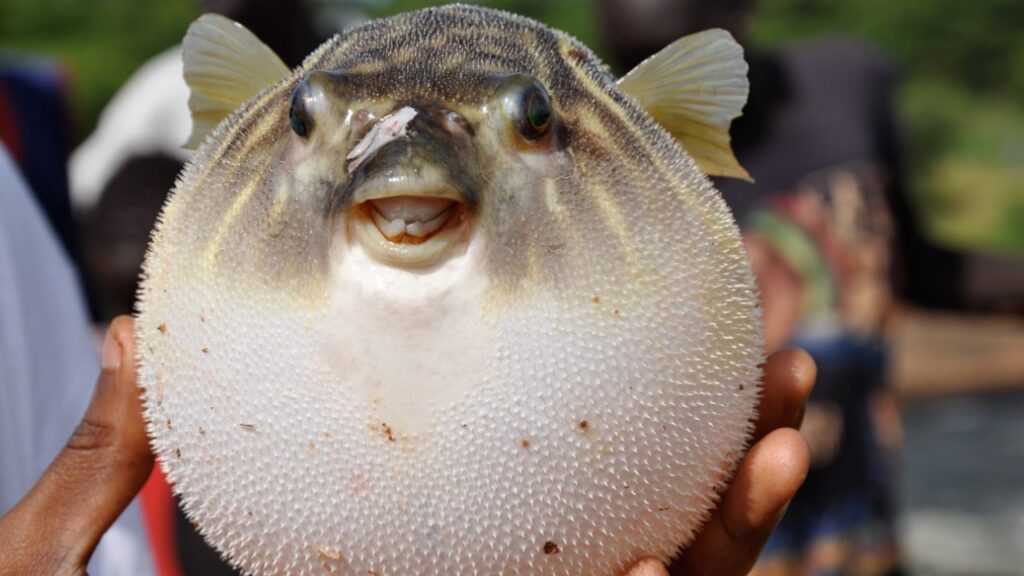 Fahaka Pufferfish