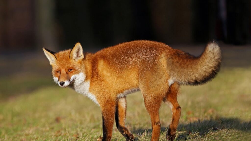 Red Fox