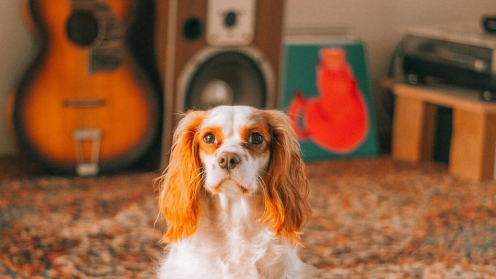 dog in music room