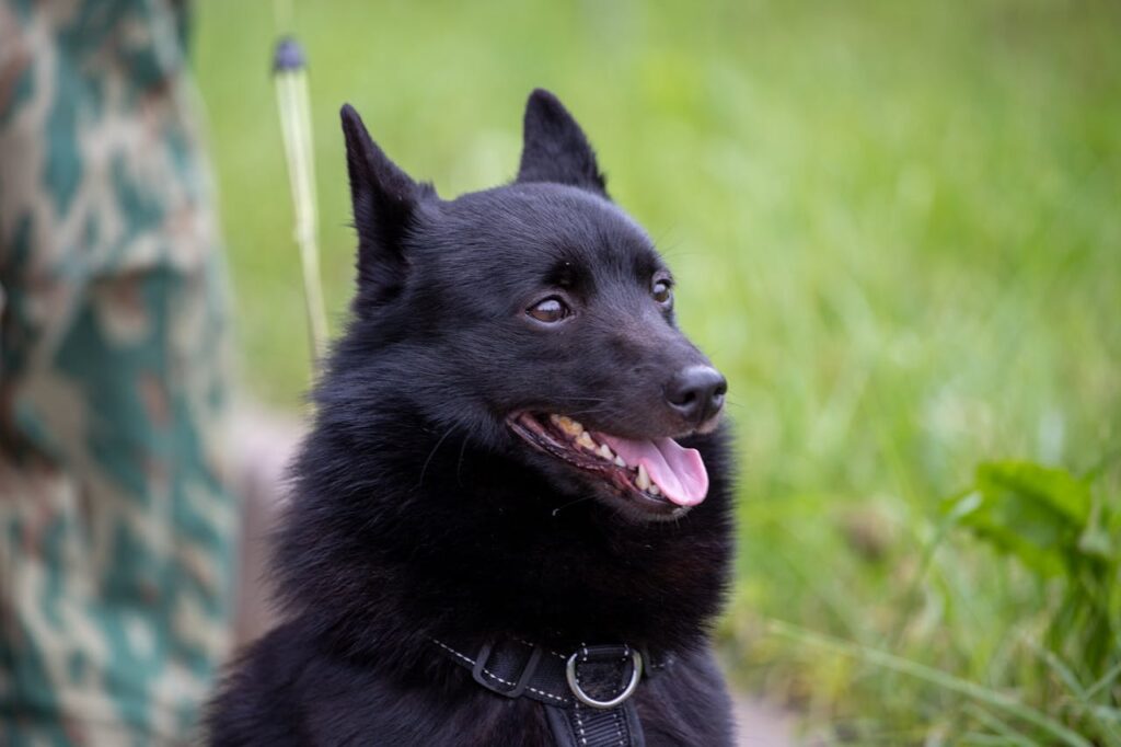 Schipperke