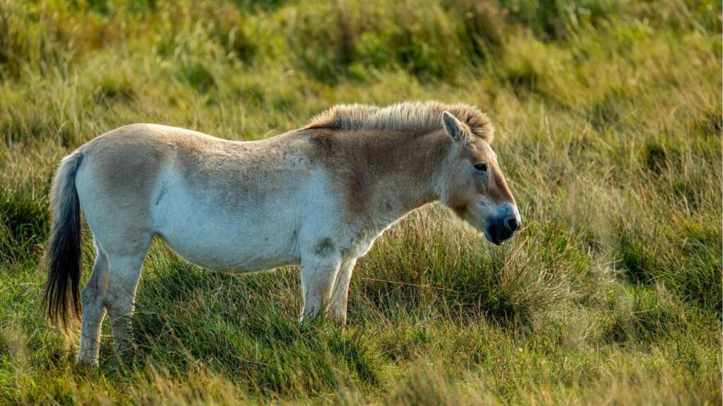 Przewalski’s Horse