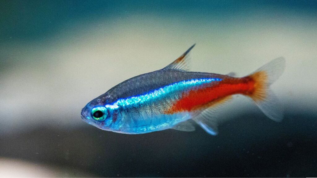 Neon Tetra