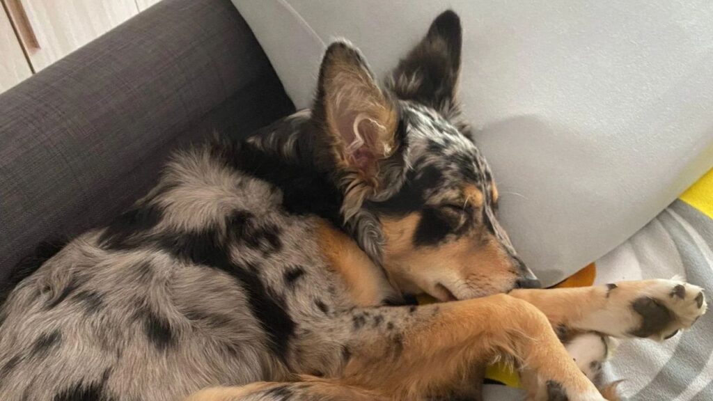 Border Aussie – Border Collie and Australian Shepherd Mix