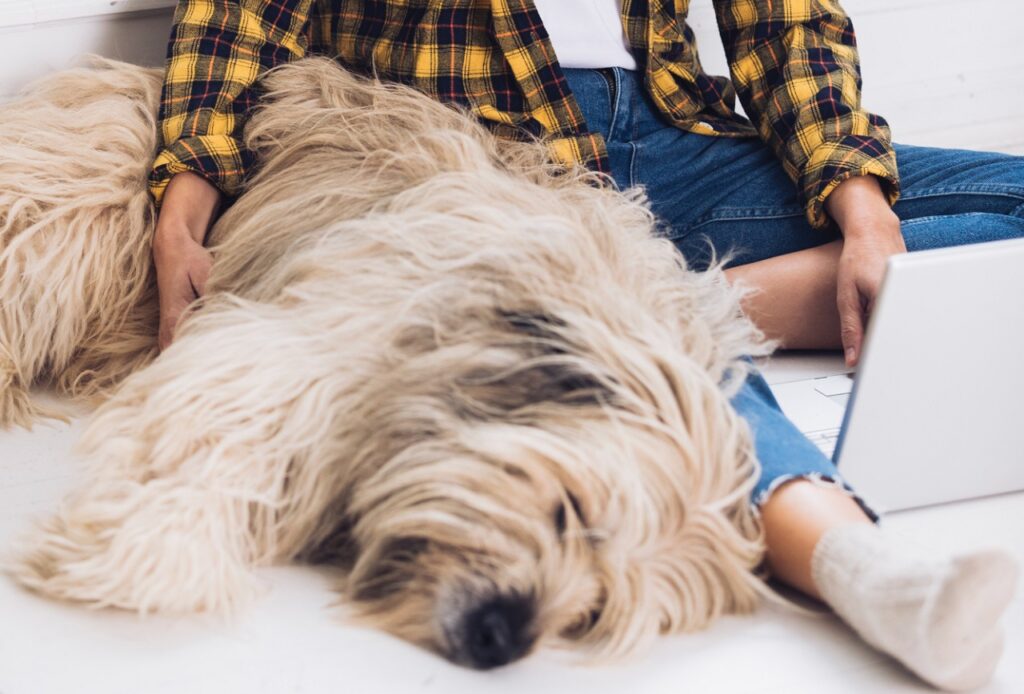 Giant dog in lap