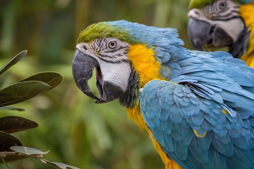 Blue Macaw