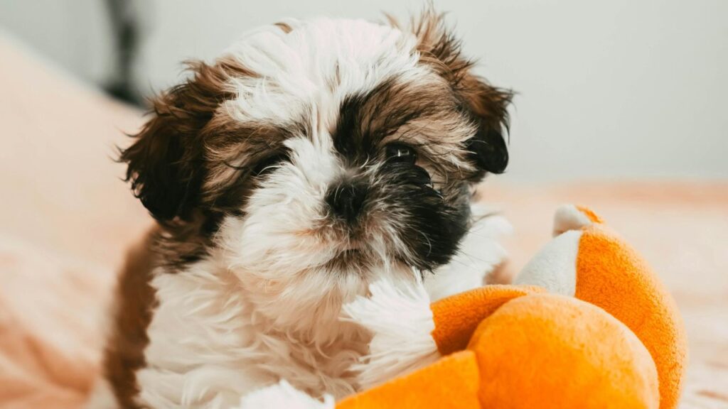 Shih Tzu