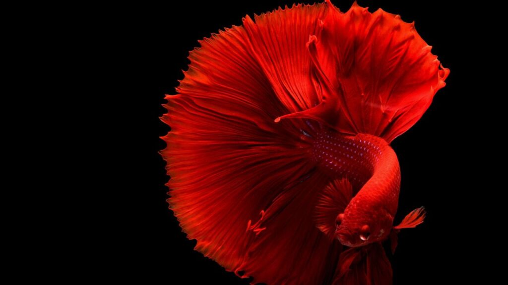 Betta Fish