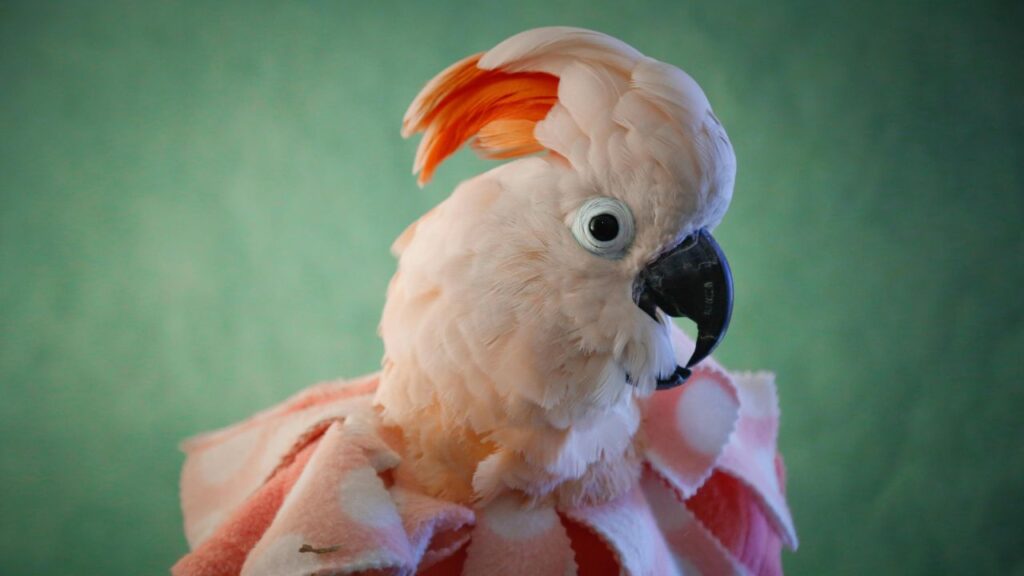 Cockatoo