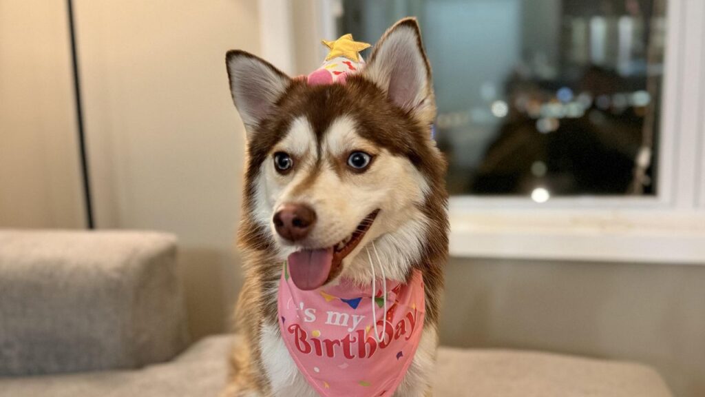 Pomsky – Pomeranian and Husky Mix