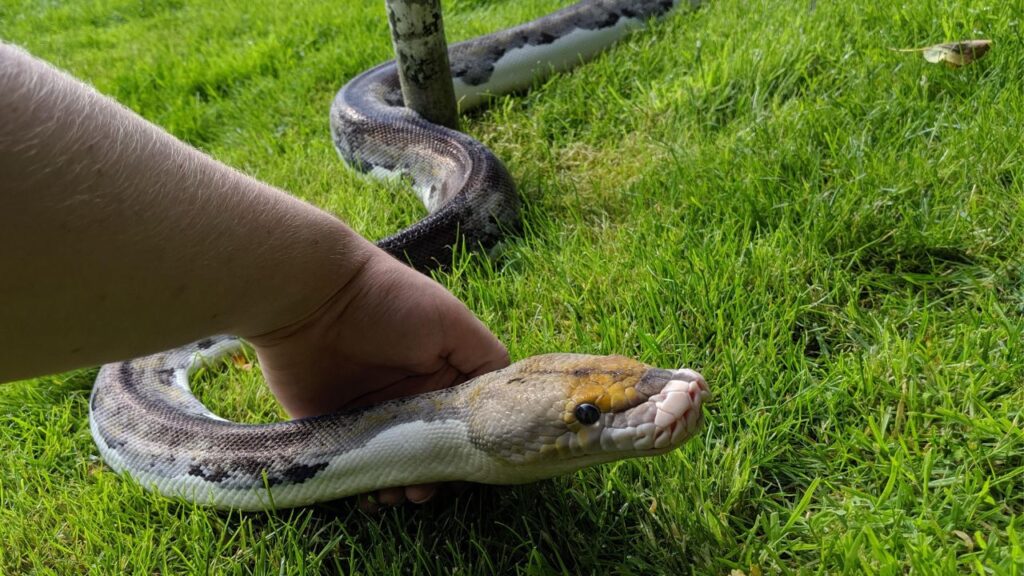 Reticulated Python