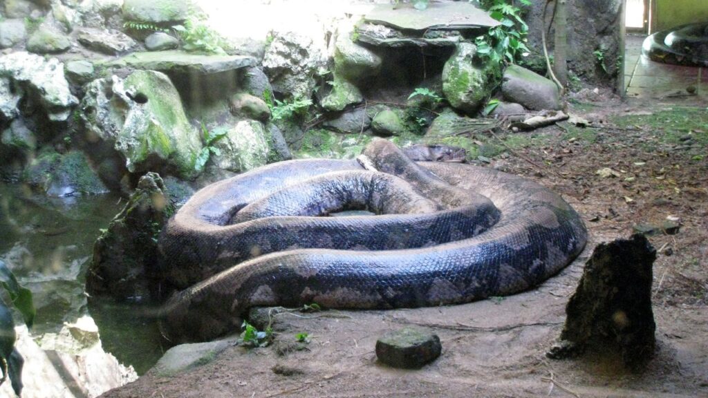 Reticulated Python