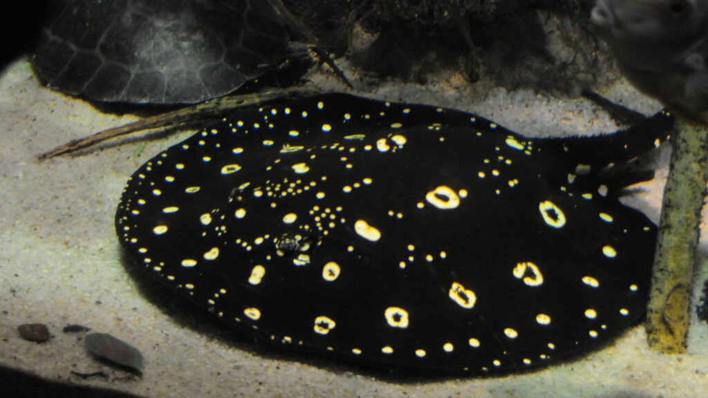 Freshwater Stingray