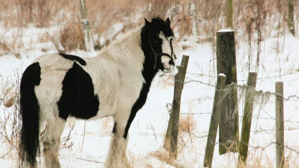 Gypsy Vanner