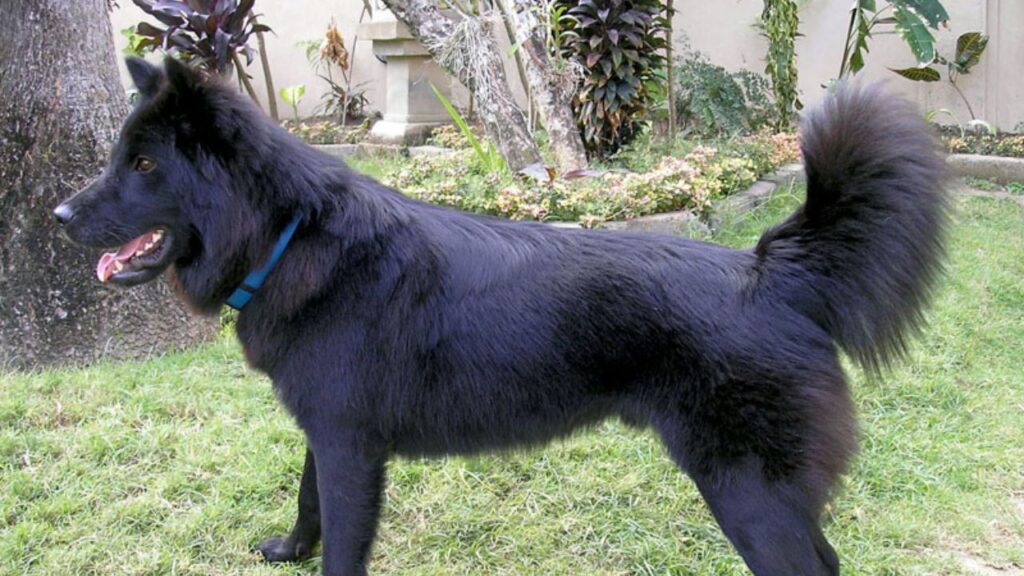 Kintamani Dog