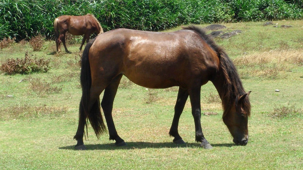 Yonaguni Horse